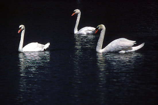 three swans